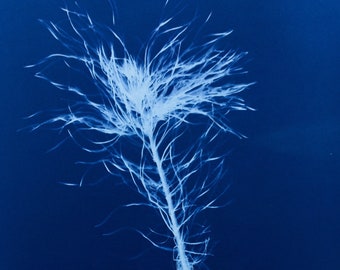 Longleaf Pine Tree Botanical Cyanotype Print