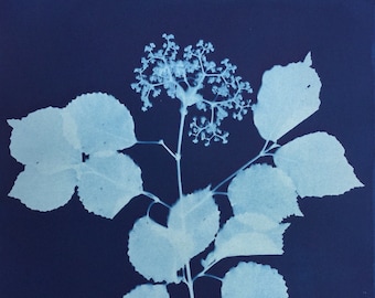 Viburnum Flower Cyanotype Print