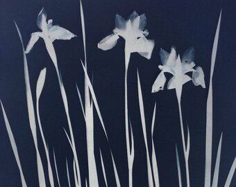 Siberian Iris Tea Toned Original Cyanotype Art Print