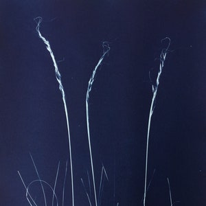 Blue and White Graphic Botanical Cyanotype Print Art image 1