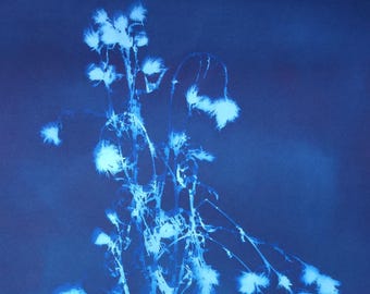 Oversized Bull Thistle Modern Blue Botanical Cyanotype Print
