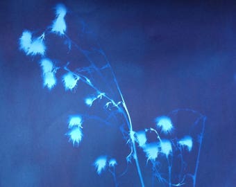 Large Bull Thistle Graphic Botanical Cyanotype Print