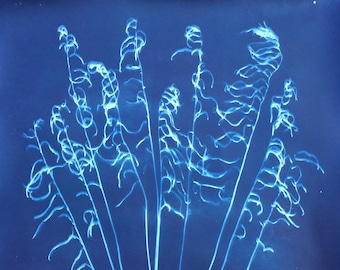 Fern Cyanotype Print, Oversized