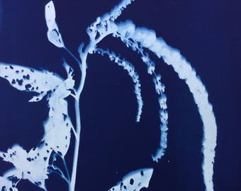 Amaranth 'Green Cascade' Blue Botanical Cyanotype Print, Love Lies Bleeding