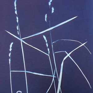 Cyanotype Print of a Wild Grass