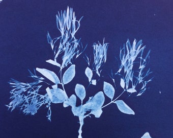 Fringetree Cyanotype Print