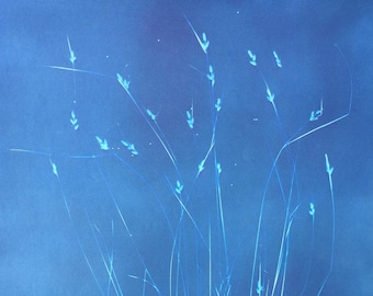 Large Grass Botanical Cyanotype Print, Oversized Modern Art