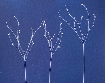 Wild Plant Cyanotype Print