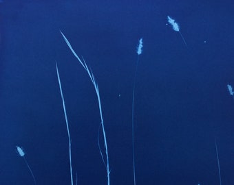 Wild Grass Minimalist Blue Cyanotype Print