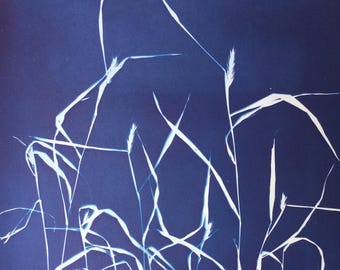 Wild Grass Large Photogram Blue Botanical Cyanotype Art Print, Durham NC