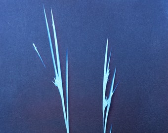 Gray Sedge Modern Botanical Cyanotype Print