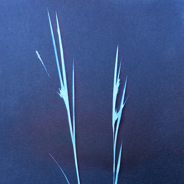 Gray Sedge Modern Botanical Cyanotype Print