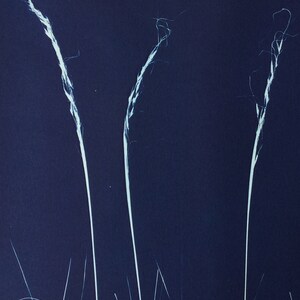 Blue and White Graphic Botanical Cyanotype Print Art image 5
