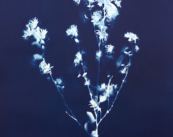 Loropetalum Cyanotype Print