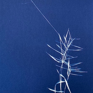 Wild Grass Minimalist Cyanotype Art Print