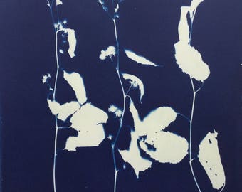 White Wood Aster Cyanotype Blue Print Graphic Art