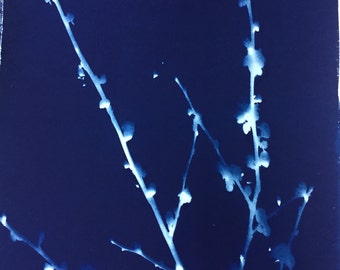 Cyanotype print of Prunus mume "Kobai", a Japanese flowering apricot tree