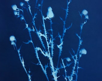 Bull Thistle Plant Cyanotype Print