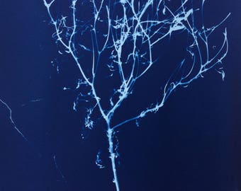 Dead Marigold Original Cyanotype Print