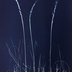 Blue and White Graphic Botanical Cyanotype Print Art image 3