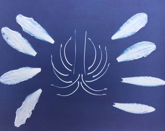 Ditch Lily, Daylily, Botanical Cyanotype Print