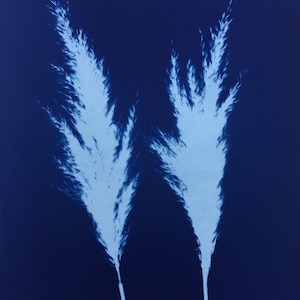 Ornamental Grass Seedhead Cyanotype Print