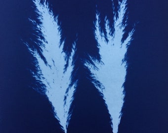 Ornamental Grass Seedhead Cyanotype Print