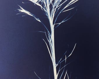 Amsonia Botanical Photogram Cyanotype Print