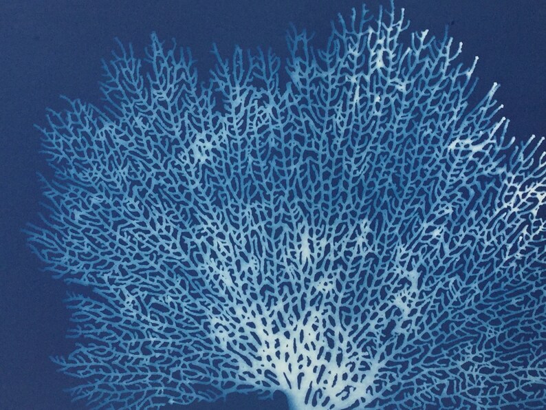 Fan Coral Art Print, Blue Coral, Sea Fan, Sea Fan Coral, Blue Coral