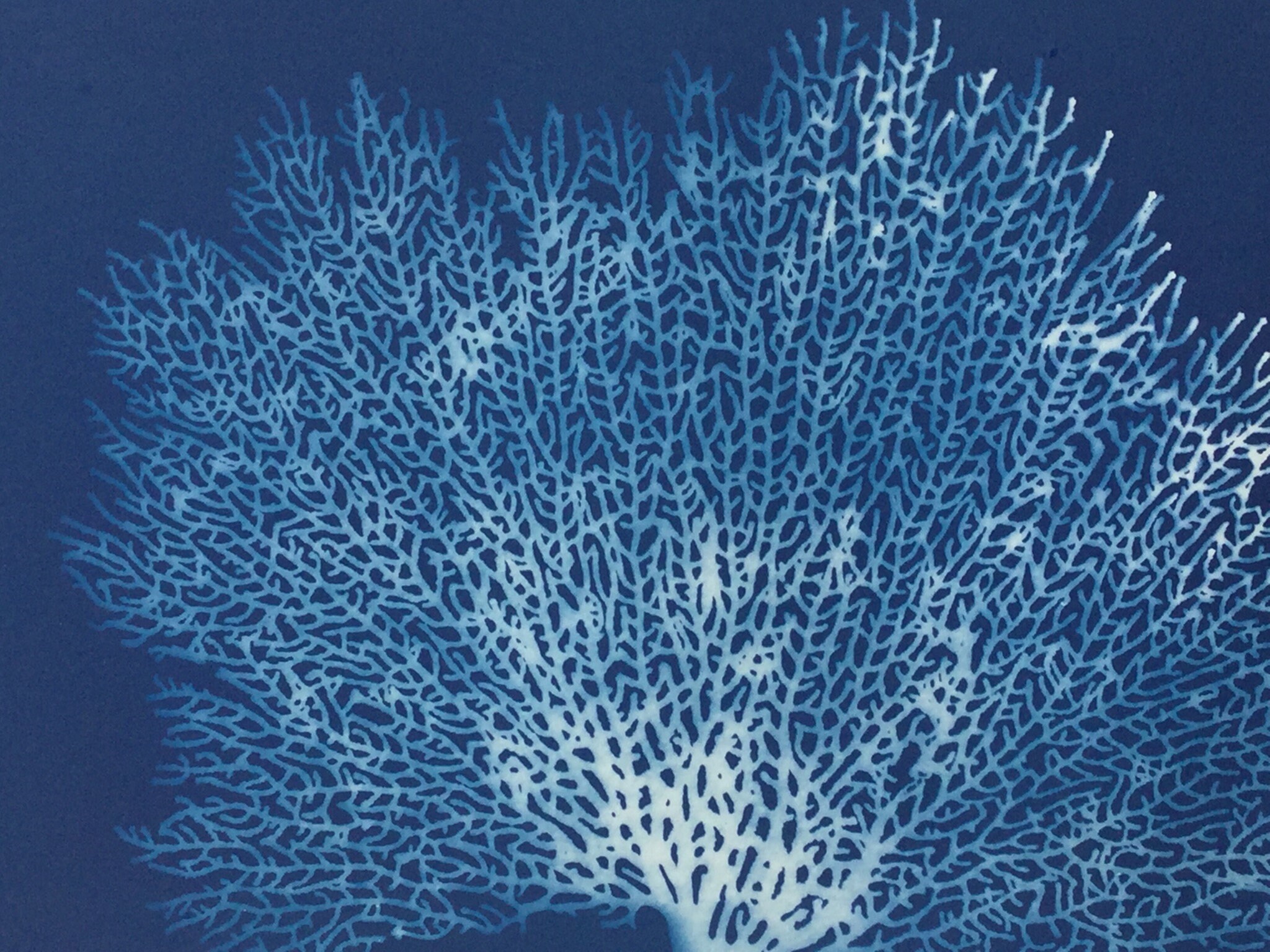 Fan Coral Art Print, Blue Coral, Sea Fan, Sea Fan Coral, Blue Coral Print, Interior Design