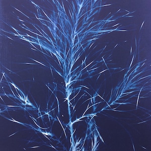 May include: A cyanotype print of a delicate, branching plant with white lines against a dark blue background.