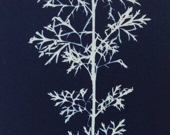 Seedling Cyanotype Print