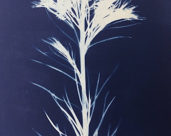 Amsonia Cyanotype Botanical Print