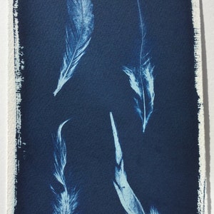 Feather Cyanotype Print, sunprint, blueprint, modern feather art, bird Print, graphic feather, feather photogram, nature Print, blue bird image 2
