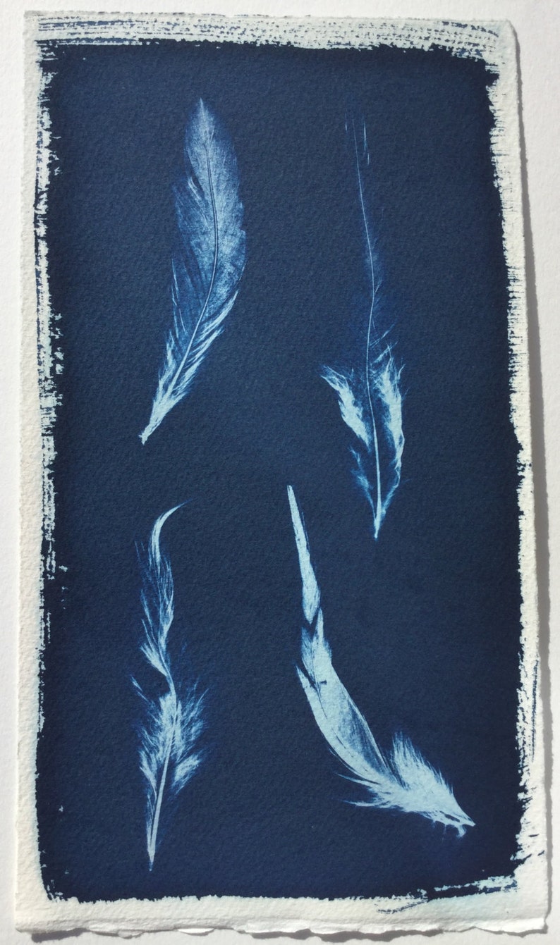 Feather Cyanotype Print, sunprint, blueprint, modern feather art, bird Print, graphic feather, feather photogram, nature Print, blue bird image 2