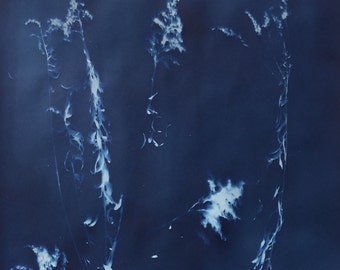 Wild Plant Nature Photogram Cyanotype Print