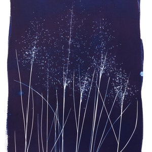 Blue Grass, Cyanotype print, Pink Muhly Grass, nature print, blueprint, sunprint, wild grass, blue botanical art, blue nature, modern plant