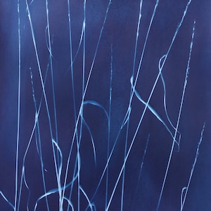 Large Grass Photogram Cyanotype Botanical Art Print Poster