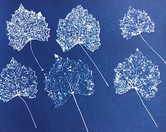 Wild Grape Leaves, Cyanotype print, nature photo, leaf print, modern art print, graphic photo, blue print, botanical art print, skeletonized