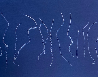 Yellow Passionflower, Passiflora lutea, Tendril Cyanotype Print