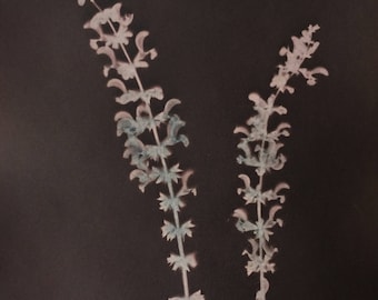 Tea Toned Salvia Flowers Cyanotype Print