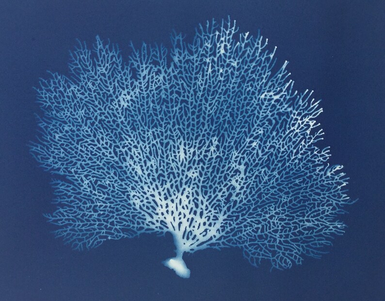 Fan Coral Art Print, Blue Coral, Sea Fan, Sea Fan Coral, Blue Coral