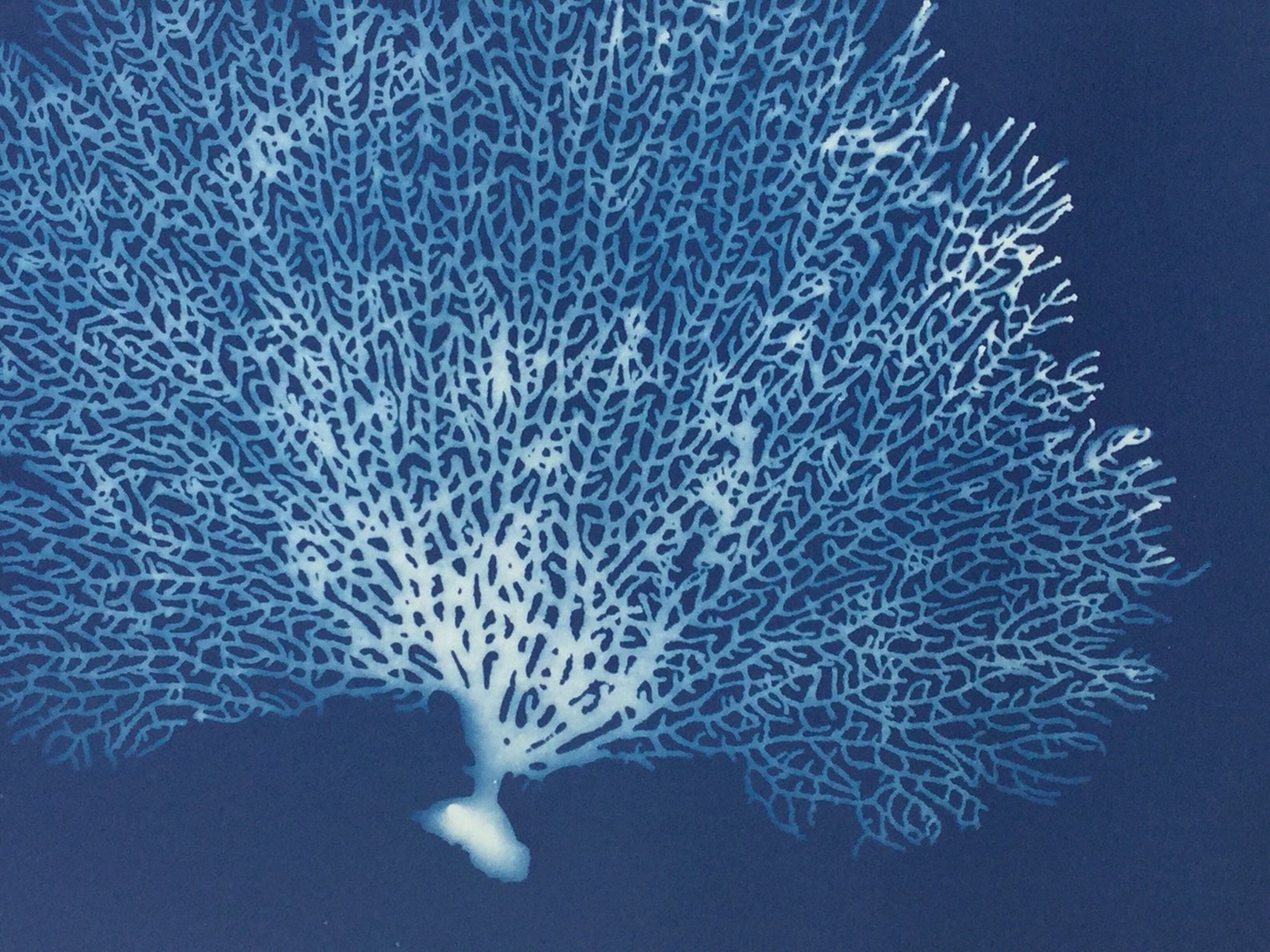 Fan Coral Art Print Blue Coral Sea Fan Sea Fan Coral Blue | Etsy