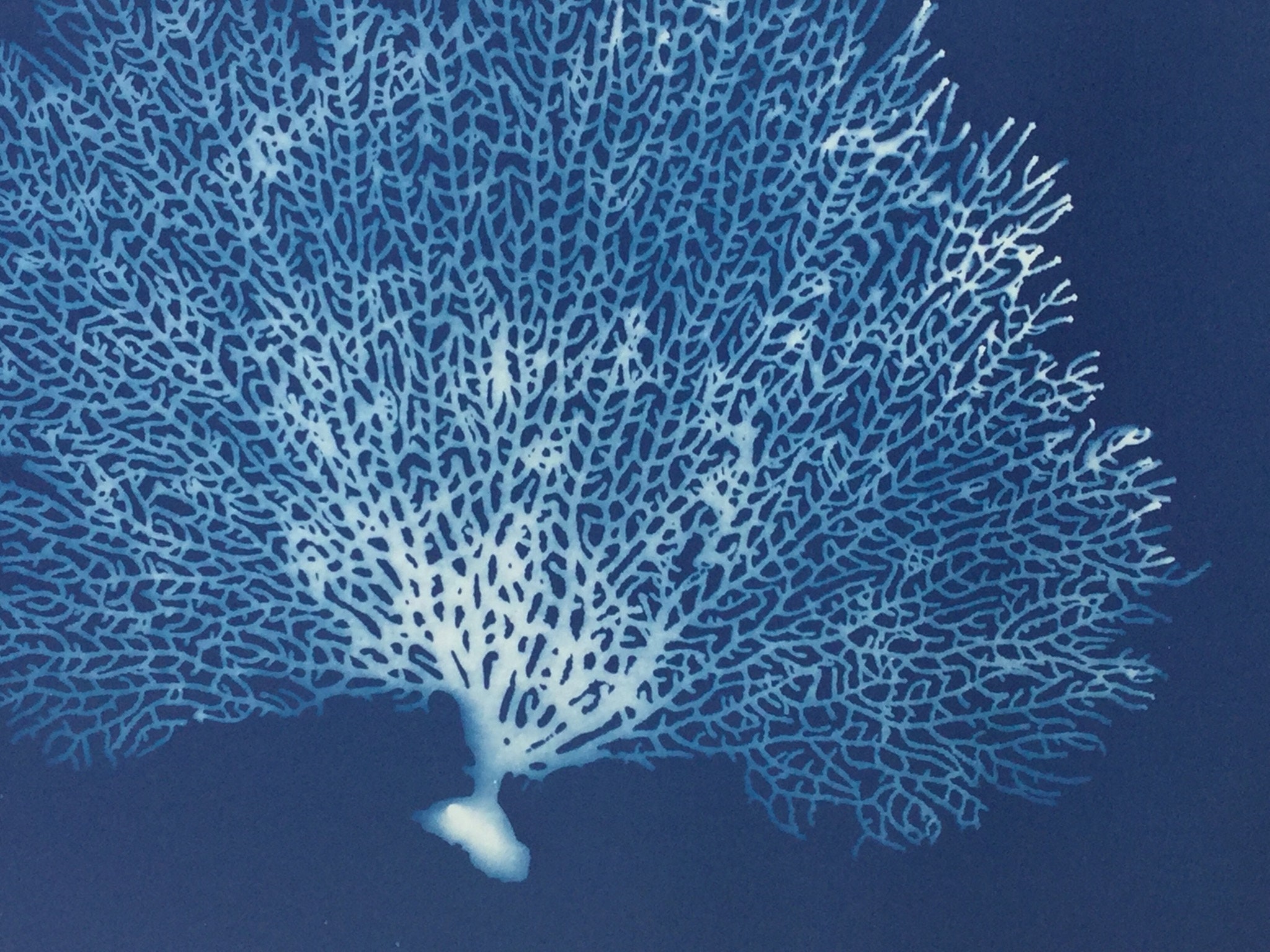 Fan Coral Art Print, Blue Coral, Sea Fan, Sea Fan Coral, Blue Coral ...