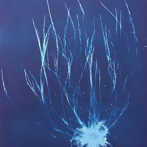 Wild Grass Cyanotype Botanical Print
