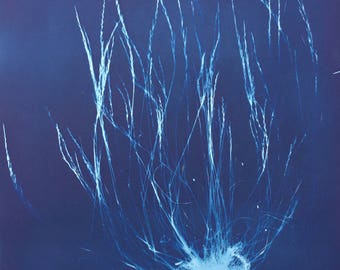 Wild Grass Cyanotype Botanical Print