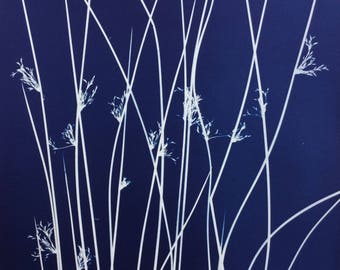Rush Cyanotype Print