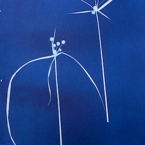 May include: Two white flower stalks with white flower heads against a deep blue background.