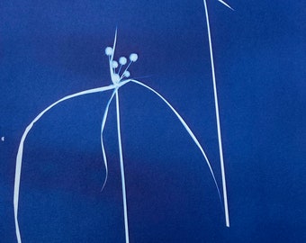 Nutsedge Plant Cyanotype Print