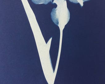 Iris Cyanotype Botanical Print